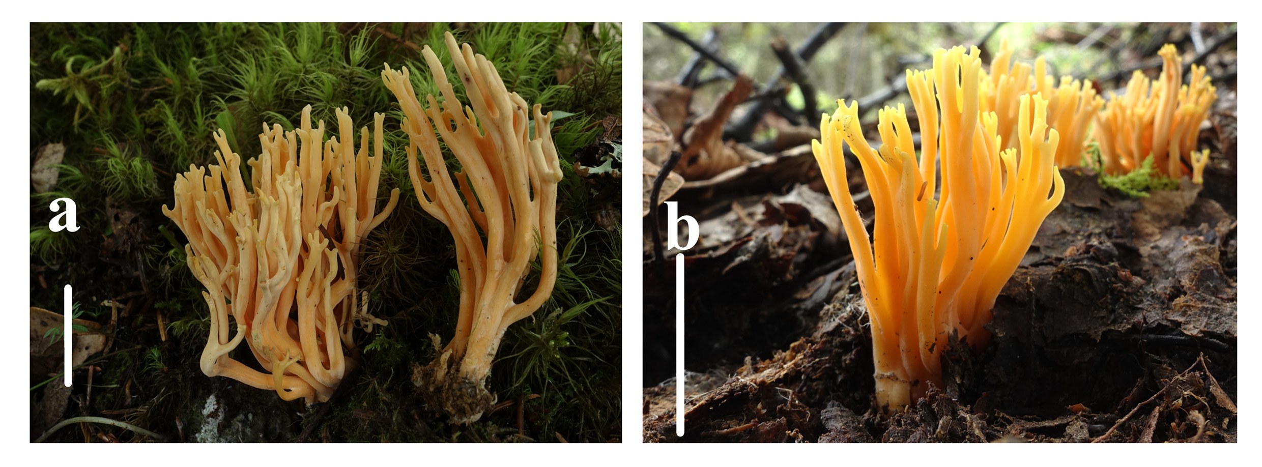 Figure 37